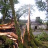 snapped tree trunk at the avenue to the Bishop's Palace and House of Prrayer